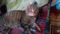 Лот: 6960068. Фото: 2. отдам бездомного кота приблудился... Животные и уход