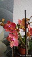 Лот: 9039602. Фото: 2. Орхидея Фаленопсис оранж. Комнатные растения и уход