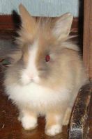 Лот: 5015469. Фото: 2. Голубоглазый Декоративный Ангорский... Животные и уход