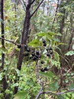 Лот: 25296286. Фото: 17. 3-комн. дача , село Арейское село...