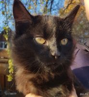 Лот: 18206345. Фото: 7. Котики