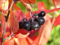 Лот: 14524840. Фото: 5. Черноплодная рябина Арония ( Aronia...
