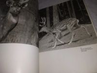 Лот: 25258361. Фото: 9. (2092314)S kamerou po evropskych...