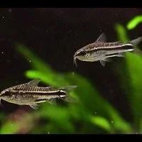 Лот: 11938556. Фото: 2. Коридорас-пигмей (лат. corydoras... Аквариумистика