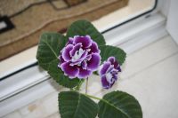 Лот: 3967219. Фото: 4. Глоксиния (фиолетовая махровая... Красноярск