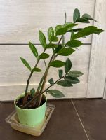 Лот: 25384294. Фото: 2. Замиокулькас. Долларовое растение... Комнатные растения и уход