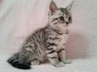 Лот: 8925368. Фото: 2. Британский котёнок ( девочка). Животные и уход