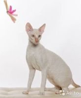 Лот: 12880631. Фото: 2. котята корниш-рекс, американцы. Животные и уход