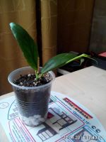 Лот: 7578428. Фото: 2. хойя лобби ((Hoya lobbii). Комнатные растения и уход