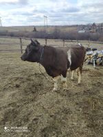 Лот: 18956886. Фото: 2. Бык 2,5 года. Животные и уход