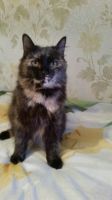 Лот: 8696022. Фото: 3. Кошечка Сонька в хорошие руки. Растения и животные
