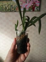 Лот: 17860381. Фото: 3. Орхидея онцидиум твинкл 2 сорта. Растения и животные