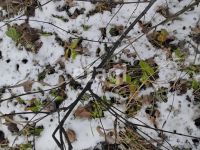 Лот: 25299291. Фото: 20. 1-комн. дача , садоводческое некоммерческое...