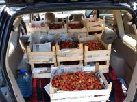 Лот: 17632659. Фото: 3. Ягода виктория. Красноярск