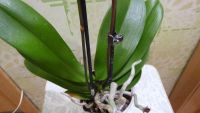 Лот: 4064029. Фото: 3. орхидея фаленопсис отцветает 3. Растения и животные