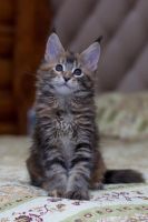 Лот: 11162301. Фото: 7. Котёнок мейн-кун. Родители чемпионы