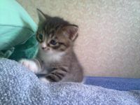 Лот: 4105523. Фото: 2. Отдам котенка (кота) в хорошие... Животные и уход