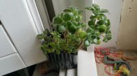 Лот: 2807695. Фото: 2. Аихризон (Aichryson tortuosum... Комнатные растения и уход