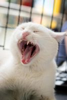 Лот: 9727381. Фото: 4. Шикарный кот бнесплатно. Красноярск