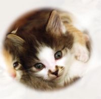 Лот: 3456814. Фото: 2. Котеночек с буквой М на мордочке... Животные и уход