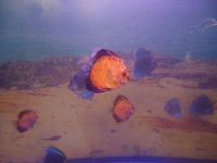 Лот: 4502435. Фото: 2. Дискус Голубиная кровь. Аквариумистика