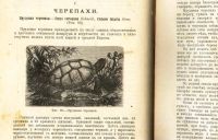 Лот: 18627295. Фото: 19. Н.Ф. Золотницкий . Аквариум любителя...