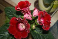 Лот: 4213340. Фото: 6. Глоксиния красная 3 (всё растение...