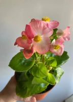 Лот: 25438220. Фото: 2. Бегония вечноцветущая деточки. Комнатные растения и уход