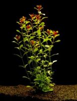 Лот: 5285449. Фото: 2. Людвигия repens (Ludwigia natans... Аквариумистика