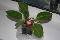 Лот: 4359244. Фото: 3. Глоксиния красная с лимонным горлом... Растения и животные