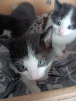 Лот: 25807083. Фото: 7. Котёнок