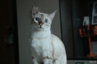 Лот: 10429326. Фото: 2. Бенгальская кошка. Животные и уход