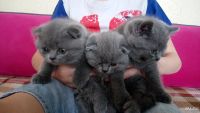 Лот: 8946441. Фото: 5. Шотландские голубые прямоухий...