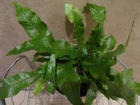 Лот: 16398683. Фото: 2. Папоротник-Microsorum musifolium... Комнатные растения и уход