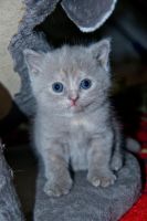 Лот: 1379400. Фото: 4. Шикарные шотландские котята доставка... Красноярск