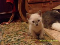 Лот: 584520. Фото: 2. котята. Животные и уход