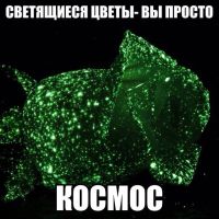 Лот: 9157684. Фото: 2. Живые светящиеся цветы. 23 февраля и 8 марта