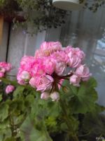 Лот: 15014353. Фото: 2. Пеларгония зональная Denise... Комнатные растения и уход