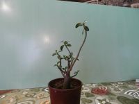 Лот: 7501084. Фото: 2. Адениум Obesum Desert Rose Star... Комнатные растения и уход