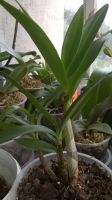 Лот: 11597549. Фото: 3. Продам орхидею дендробиум. Растения и животные