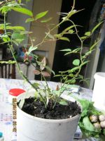 Лот: 5721758. Фото: 5. комнатная роза розовая