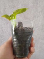 Лот: 21214713. Фото: 3. Тайский цветок. Растения и животные