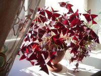 Лот: 6062120. Фото: 4. Кислица треугольная (Oxalis triangularis... Красноярск