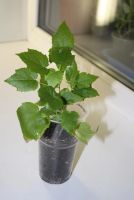 Лот: 4399727. Фото: 2. Абутилон Бэлла персик. Комнатные растения и уход