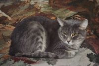 Лот: 6944657. Фото: 2. Дымчатый котик 2 года. Животные и уход