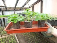 Лот: 7442616. Фото: 12. Продаем рассаду . Большой ассортимент...