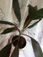 Лот: 9779538. Фото: 7. Кордилина 1