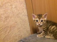 Лот: 10947013. Фото: 5. Золотые курильские кошечки.