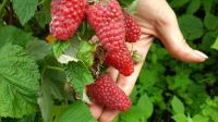 Лот: 17575883. Фото: 2. малина крупная очень и вкусная... Семена, рассада, садовые растения