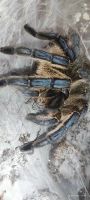Лот: 20738747. Фото: 3. Harpactira pulchripes (Харпактира... Красноярск